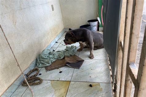 Vídeo cão da raça american bully é resgatado após maus tratos no DF