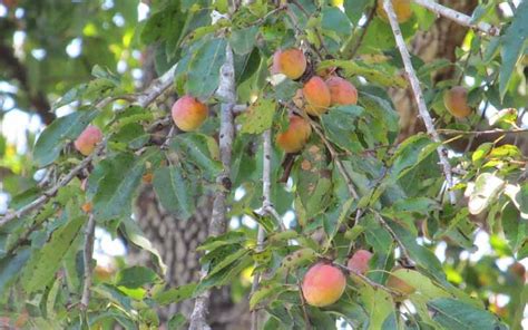 wild persimmon tree identification - Salience Vodcast Photogallery