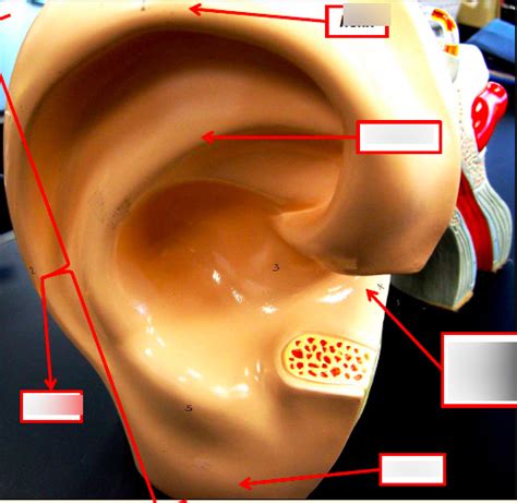 external ear Diagram | Quizlet