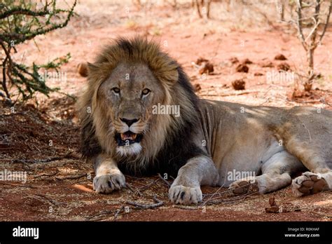 Male Lion Lying Down Stock Photo Alamy