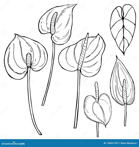 Hand Drawn Tropical Flowers Anthurium Vector Sketch Illustration Stock