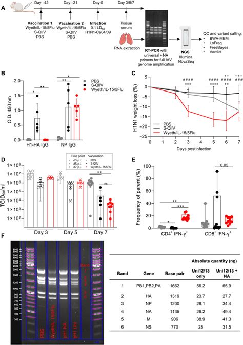 Next Generation T Cell Activating Vaccination Increases Influenza Virus