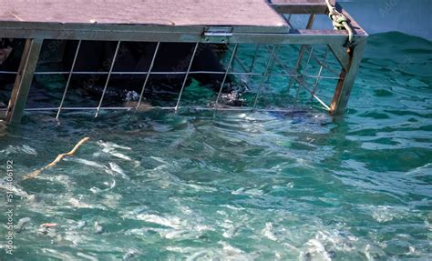 Person Holding On To A Shark Cage In The Famous Shark Alley In Gansbaai