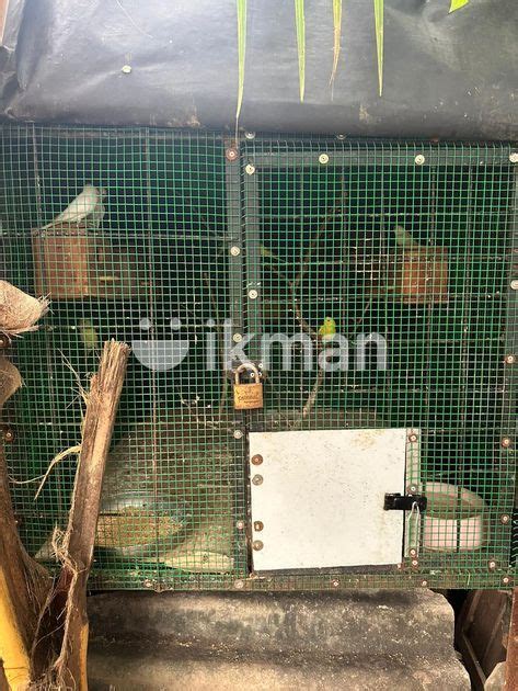 Love Birds With Cage For Sale In Colombo 6 Ikman