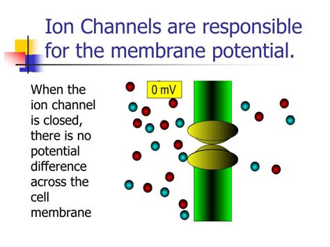 PPT - Ion Channels are responsible for the membrane potential. PowerPoint Presentation - ID:5123068