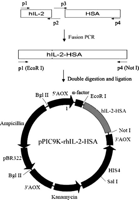 Figure From Expression Purification And Characterization Of