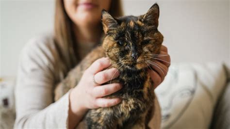 Flossie The Worlds Oldest Living Cat Is Nearly 27 Years Old Cnn