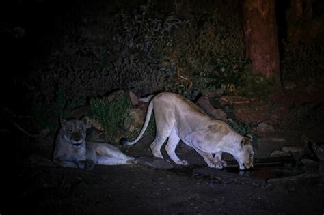 Premium Photo | White lion cubs in the wild