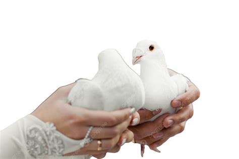 Wedding Doves Groom Poultry Hands Pigeons Bill White Png Transparent