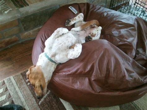 The 10 Most Awkward Basset Hound Sleeping Positions