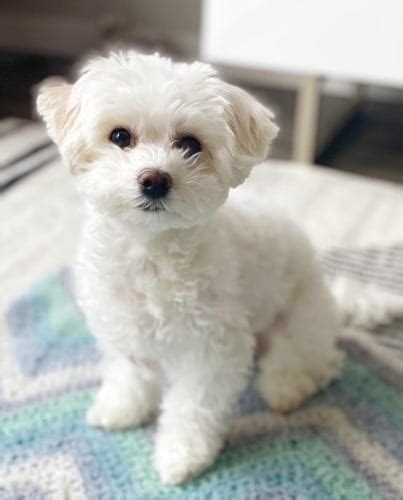 18 Adorable Bichon Frise Mix Dog breeds | Puppies Club