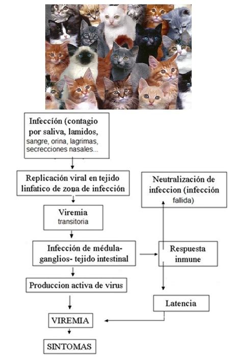 Leucemia felina Clínica Veteriaria Éboli