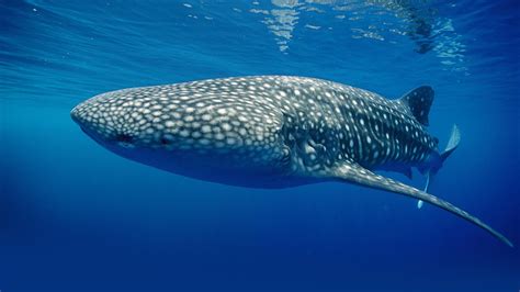 Whale Shark Underwater Ocean Sea