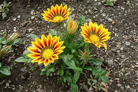 Gazania rigens - Acacia LLC