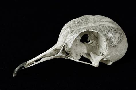 10 Free Bird Skull And Skull Photos Pixabay