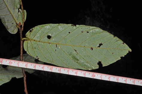 plant23 (Annonaceae) image 117053 at PhytoImages.siu.edu