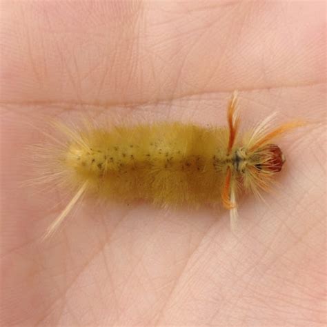 Sycamore Tussock Moth Caterpillar Project Noah