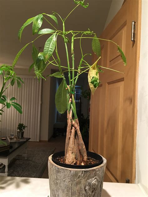 Money Tree Plant Dying Plant Ideas