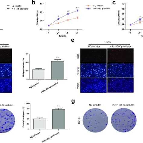 The Effects Of Mir B P Inhibition On The Growth Of Mg And U Os