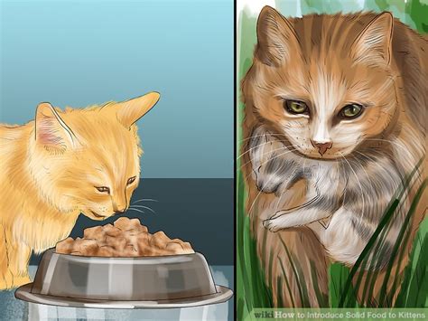 How to Introduce Solid Food to Kittens: 11 Steps (with Pictures)