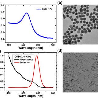 A Absorption Spectrum Of The Colloidal Au NPs In Solution And B TEM