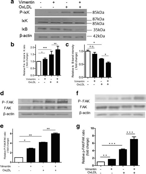 Extracellular Vimentin Amplifies Oxldl Induced Nf κb Activation In