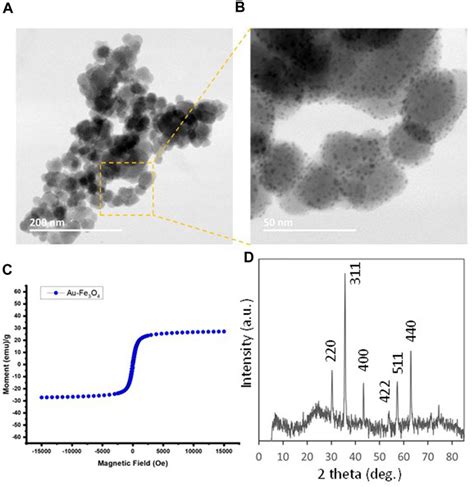 Frontiers Gold Iron Oxide Aufe3o4 Magnetic Nanoparticles As The