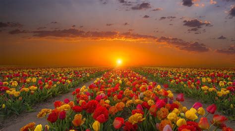 Tulips Field At Sunset Wallpapers - Wallpaper Cave