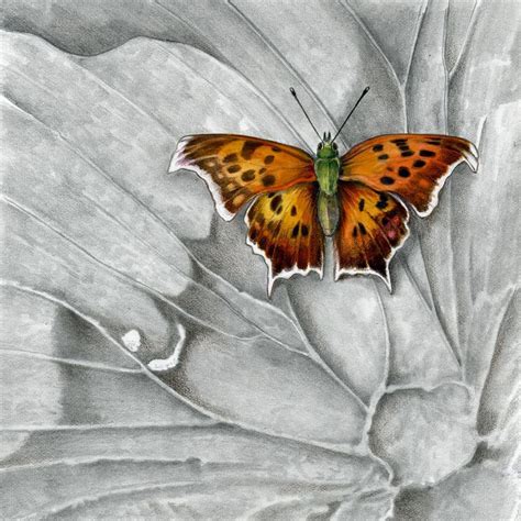 Draw The Beauty Of Nature With Mindy Lighthipe Nature Fine Art