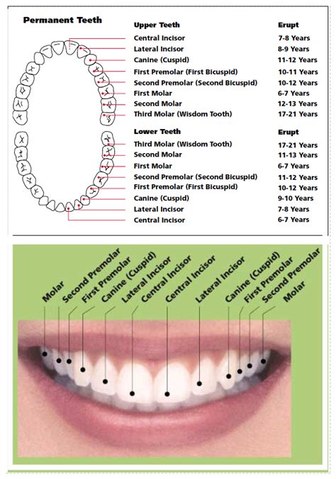 Tooth Chart For Adults