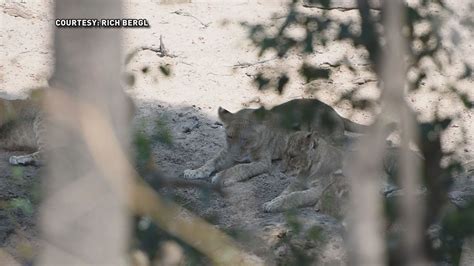 Saving The Animals Nc Zoo Develops Tool To Stop Poaching