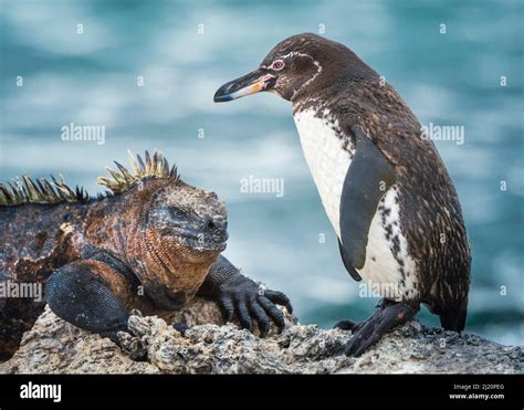 Galapagos penguin (Spheniscus mendiculus) and Marine iguana ...