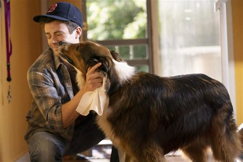 Chega de tristeza 9 filmes em que os cachorros não morrem no final