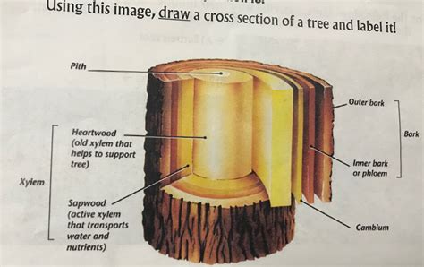 Xylem Tree