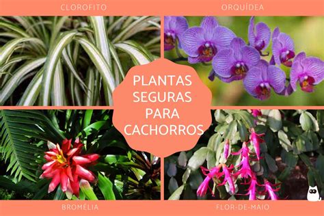 Plantas Seguras Para Cachorros Fotos