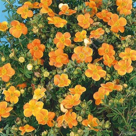 Potentilla Fruticosa Hopleys Orange H