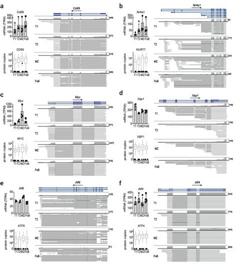 B Cells Express A Poised Gene Signature A F Left Top Mrna Abundance