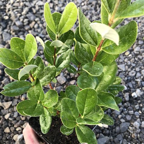 Feijoa Sellowiana Pineapple Guava 4 5 Pot Little Prince To Go