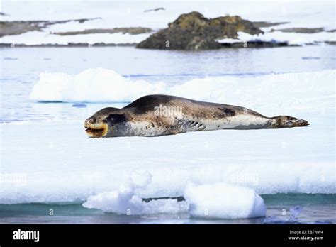 Polar ice caps animals hi-res stock photography and images - Alamy