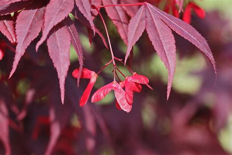 Dwarf Japanese Maple Seeds