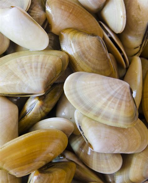 Coquina de Huelva Malla de 500gr La Dársena Pescados y mariscos a