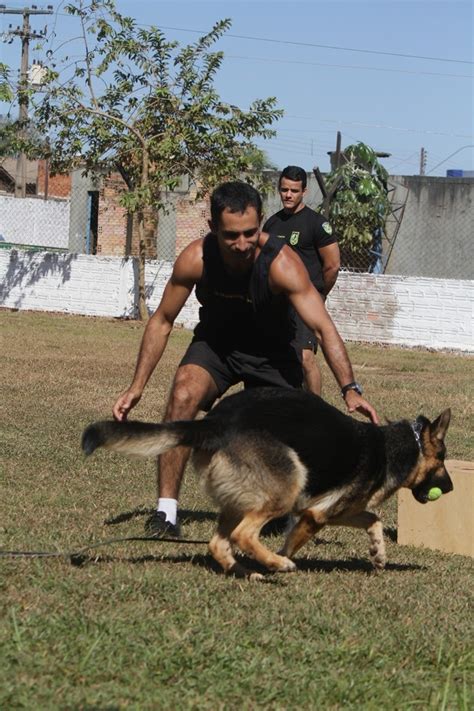 Comunicação Cães Farejadores São Verdadeiros Policiais No Combate Ao