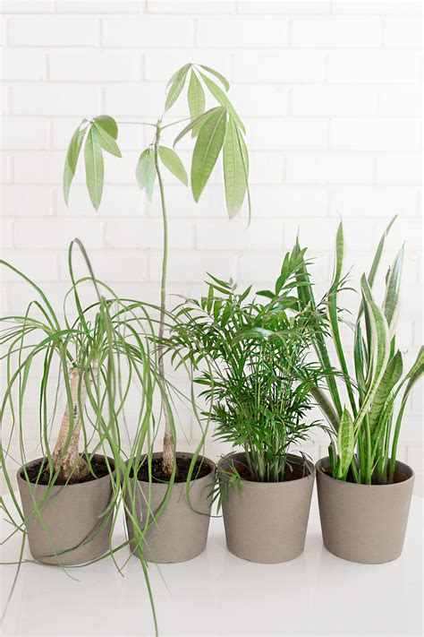 Easy to Care for Indoor Plants