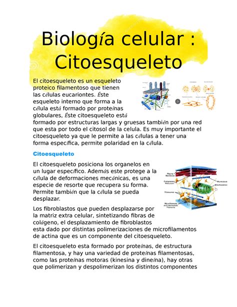 Biología celular citoesqueleto Biología celular Citoesqueleto El