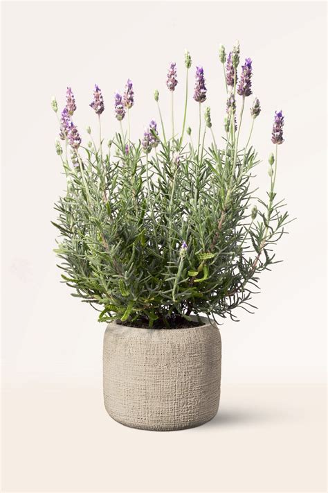 Lavanda Comprar Plantas De Exterior Comprar Plantas De Interior