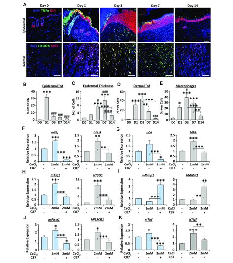 Tnf Inhibitor Treatment Impairs Calcium Dependent Differentiation In