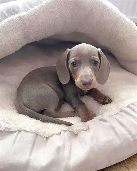 Blue Dachshund | All Dachshund