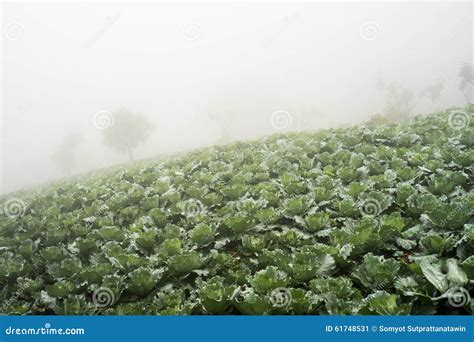 Cabbage Garden With Mount Kinabalu At The Background In Kundasang Sabah East Malaysia Stock