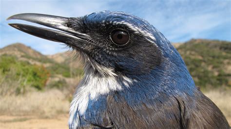 What the Island Scrub-Jay Means for Conservation | Audubon