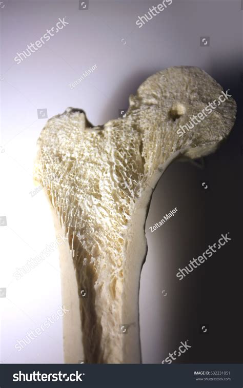 bone cross section stock photo  shutterstock